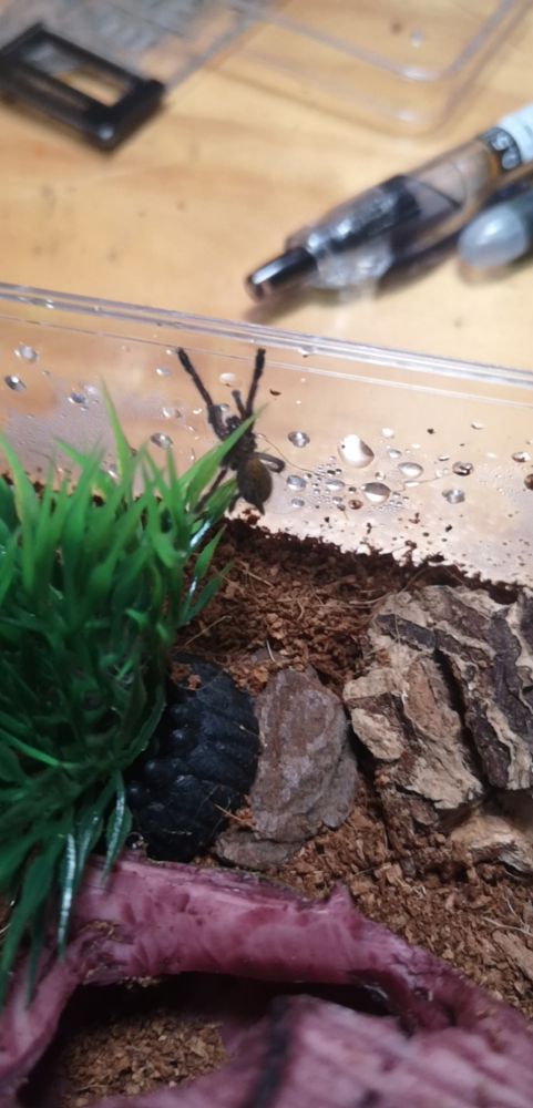 Lambert and the Spider He Almost Ignored